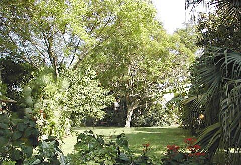 הגן בוטני בקיבוץ עין גדי  (צילום: שרה אלבר)