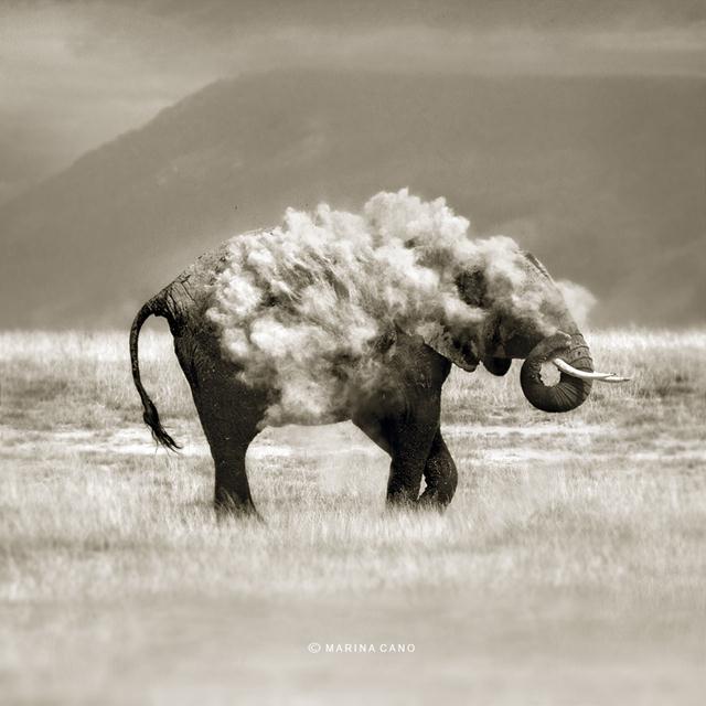 פיל אפריקני באמבטיית אבק בפארק הלאומי Amboseli, בקניה (צילום: Marina Cano)