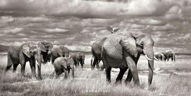 עדר פילים אפריקני בפארק הלאומי Amboseli, בקניה (צילום: Marina Cano)