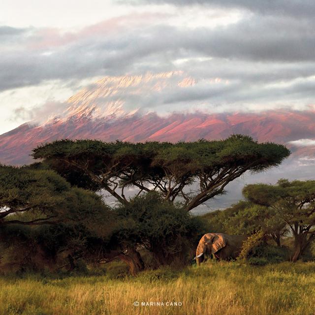 זריחה בקילימנג'רו בקניה ופיל שמגיח מבין העצים (צילום: Marina Cano)