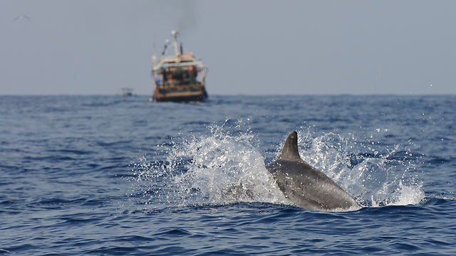 דולפין ליד ספינת דיג. מסתכן בטביעה בסמוך לרשתות המלאות בדגים (צילום: לירון סמואלס) (צילום: לירון סמואלס)