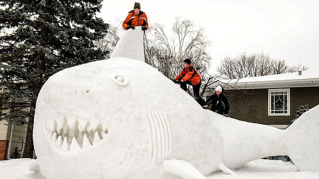 ויש מי שמצאו זמן ליצירות: כריש קרח במינסוטה (צילום: MCT) (צילום: MCT)