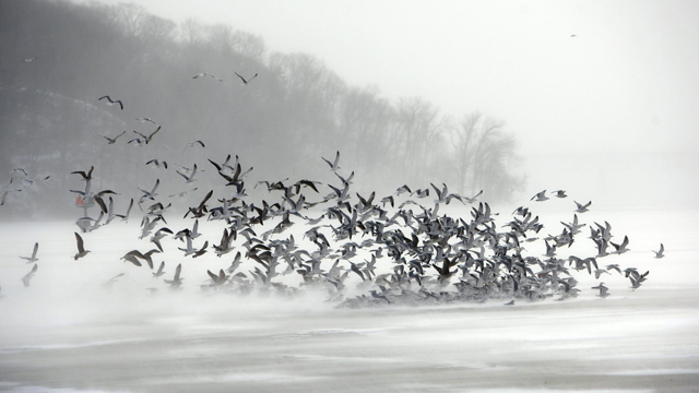 מדענים מזהירים שהקור העז עלול להיות קטלני גם לציפורים (צילום: AP) (צילום: AP)