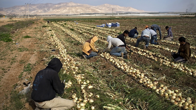 חקלאים בבקעת הירדן (צילום: AP) (צילום: AP)