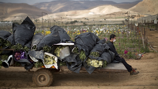 Farmers in the Jordan Valley are feeling the hurt (Photo: AP)