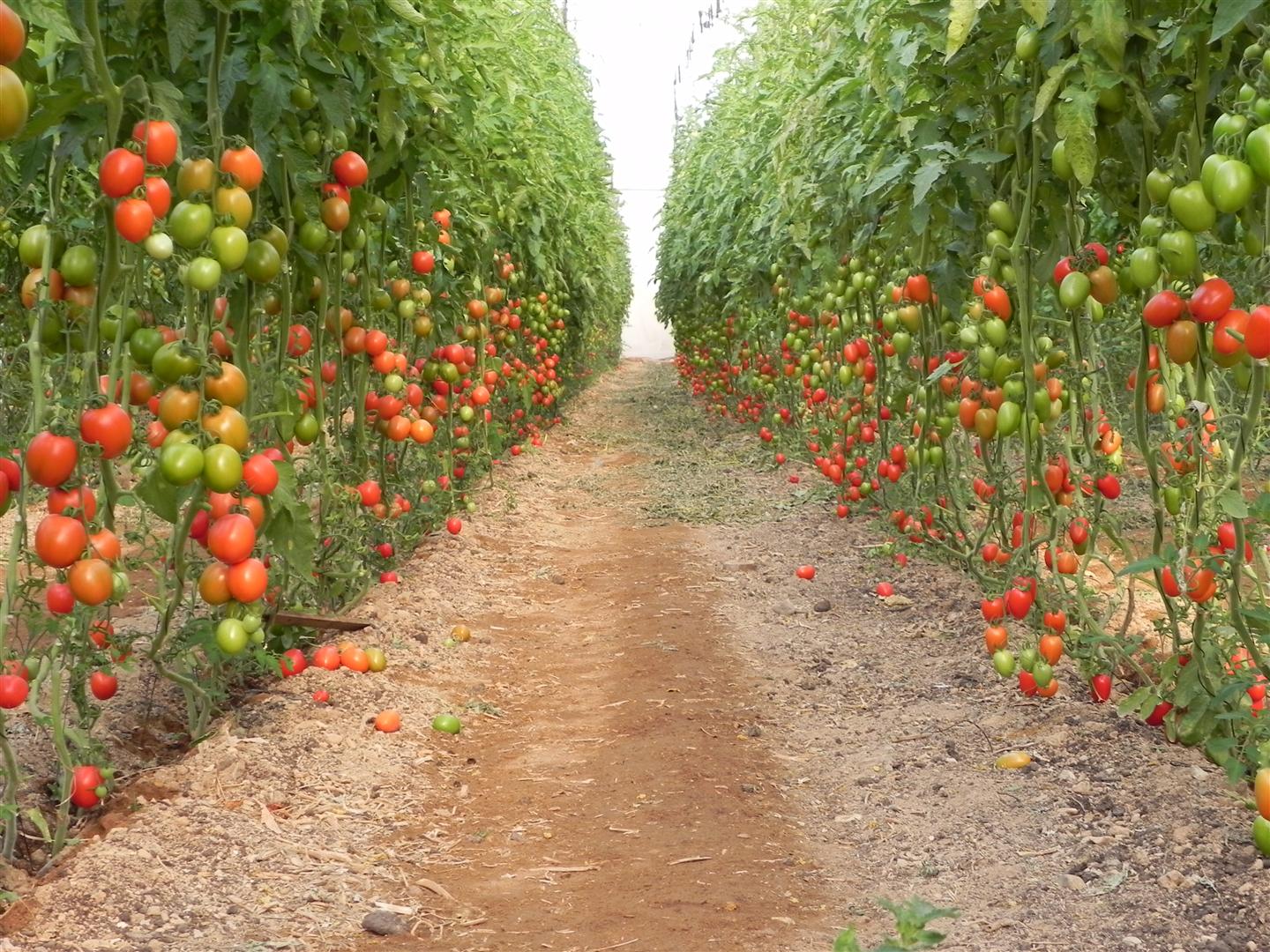 לקטוף מכל הבא ליד. עגבניות שרי ב"מלוא הטנא" (צילום: זיו ריינשטיין) (צילום: זיו ריינשטיין)