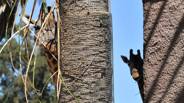 ג'ירפות באדלייד מתחבאות מהשמש, מאחורי העצים (צילום: EPA) (צילום: EPA)