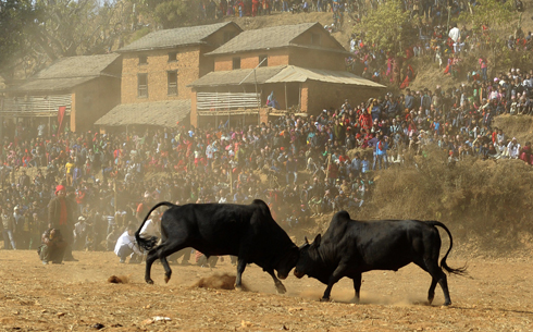 תושבי הכפר טראקה בנפאל צופים בקרב פרים במסגרת פסטיבל מגסנגרטי המסורתי (צילום: AFP) (צילום: AFP)