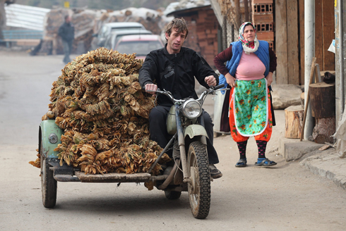 תושב העיר ריבונוב בבולגריה מוביל ערימת טבק טרי. ייצור טבק וטקסטיל הוא מקור ההכנסה העיקרי של האזור שעדיין מתאושש מהמשבר הכלכלי שפקד אותו ב-2008 (צילום: AP) (צילום: AP)