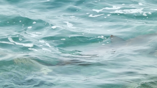 כריש סנפירתן באזור תחנת הכח בחדרה (צילום: עדי ברש) (צילום: עדי ברש)