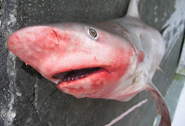 כריש סנפירתן (צילום: עדי ברש)