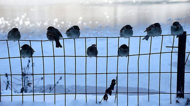 ציפורים על הגדר בסנטרל פארק, ניו יורק (צילום: EPA) (צילום: EPA)