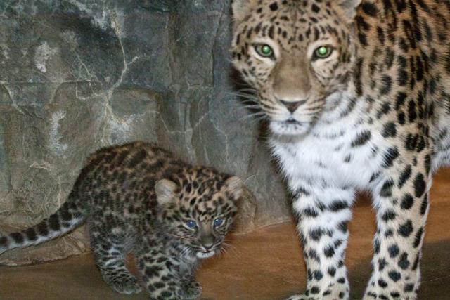 דאזמה וסוצ'י (צילום: Denver Zoo)