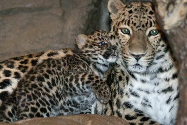 דאזמה וסוצ'י (צילום: Denver Zoo)