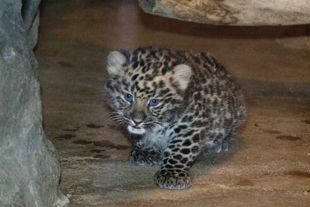 סוצ'י הגור (צילום: Denver Zoo)