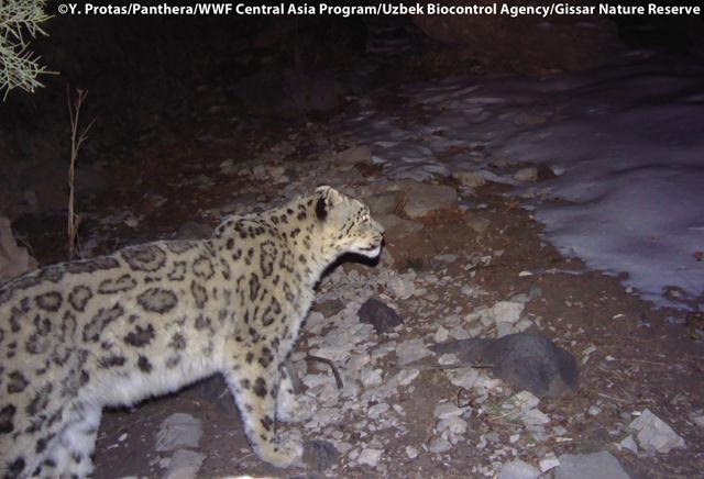 (צילום: Y. Protas/Panthera/WWF Central Asia Program/Uzbek Biocontrol Agency/Gissar Nature Reserve)