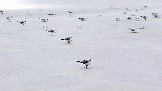 שחפים באגם קפוא בבוקרשט (צילום: EPA) (צילום: EPA)