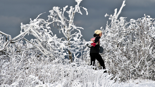 שלג על הענפים בשמיטן, גרמניה (צילום: EPA) (צילום: EPA)