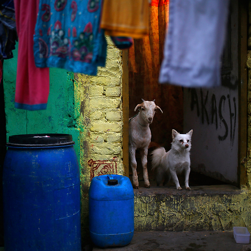 כלב ועז מעיפים מבט על הרחוב מכניסה לבית בניו דלהי, הודו (צילום: AP) (צילום: AP)