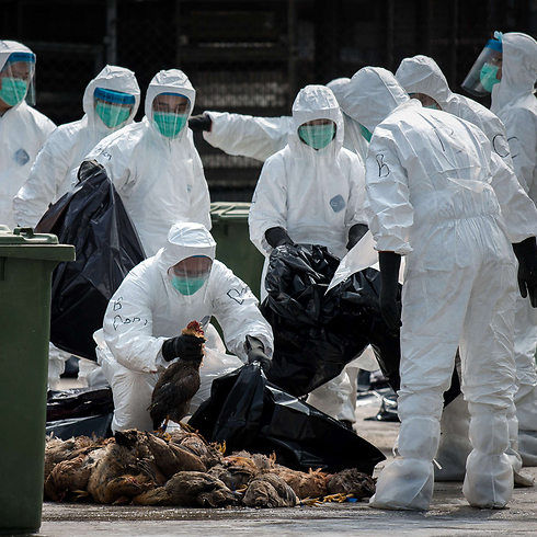 עובדי תברואה בהונג קונג מפנים ערימה של תרנגולות מתות. במהלך השבוע האחרון נערך במקום מבצע לחיסול כ-20 אלף עופות בעקבות גילוי של שפעת העופות בתעלות ביוב (צילום: AFP) (צילום: AFP)