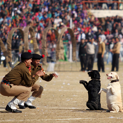 חיילים במשמר הגבול ההודי וכלבי החיל מפגינים את ביצועיהם בטקס לרגל יום הרפובליקה בעיר ג'אמו (צילום: AFP) (צילום: AFP)