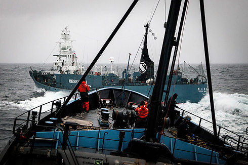 ספינה יפנית חוסמת ספינת מחאה של פעילים למען בע"ח (צילום: רויטרס) (צילום: רויטרס)
