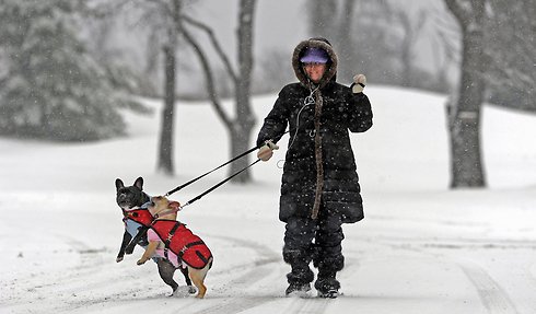 ליסה דרובקה מטיילת עם הכלבים לאוסי וסיסי בפנסילבניה (צילום: MCT) (צילום: MCT)