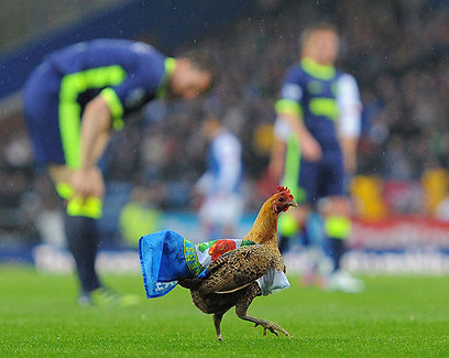 איך התרנגול נכנס למגרש? (צילום: AFP) (צילום: AFP)