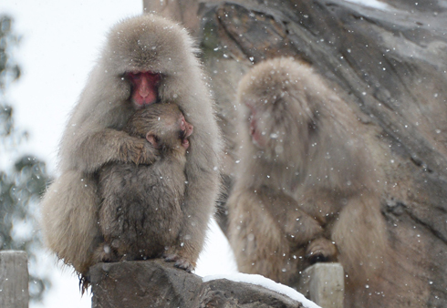 קופים מקור בגן החיות בטוקיו (צילום: AFP) (צילום: AFP)