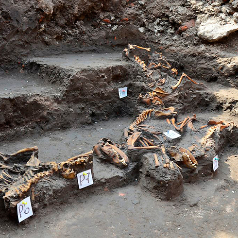 התגלו בחפירות מתחת לבניין במכסיקו סיטי (צילום: רויטרס) (צילום: רויטרס)