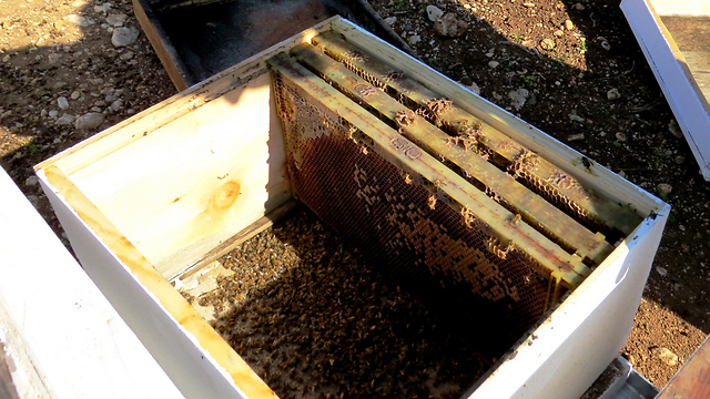 כוורת דבורים בגליל. המשווקים מערבבים את הדבש המיובא הזול עם דבש תוצרת הארץ ומוכרים את המוצר הסופי כדבש איכות ישראלי ()