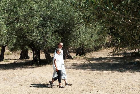 זרביב ובעלה במטע עצי הזית (  ) (  )