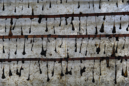 נתלים לייבוש (צילום: גטי אימג'בנק) (צילום: גטי אימג'בנק)