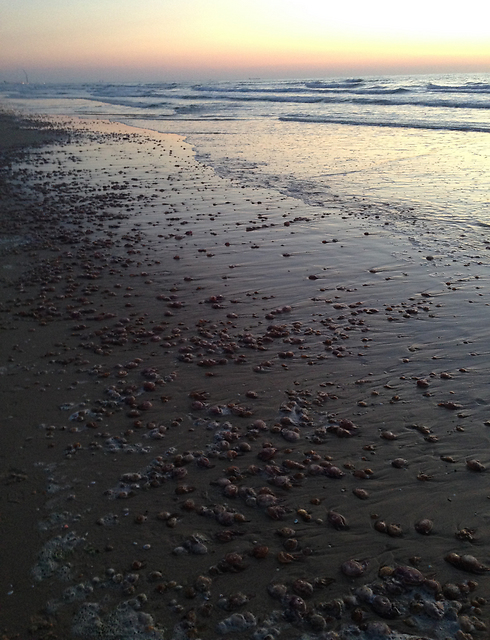 נחיל המדוזות בחוף אשדוד (צילום: רויטל פנחסוביץ') (צילום: רויטל פנחסוביץ')