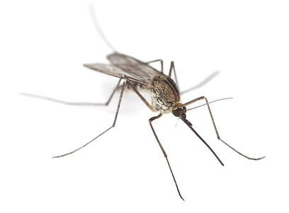 האם מלריה היא מחלה מידבקת? (צילום: shutterstock) (צילום: shutterstock)