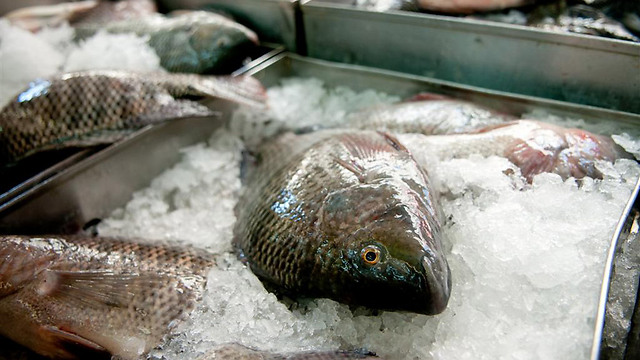 האם לא יהיה גפילטע פיש בפסח? דגי קרפיון בשוק הכרמל (צילום: ירון ברנר) (צילום: ירון ברנר)