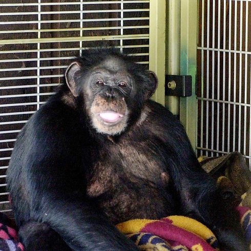 השימפנזה טראוויס. נורה למוות לאחר שתקף את נאש (צילום: רויטרס) (צילום: רויטרס)