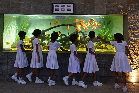תלמידות מבקרות באקווריום דגים מחוץ לעיר קולומבו בסרי לנקה (צילום: AFP) (צילום: AFP)