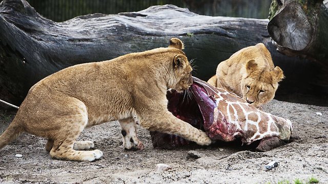 אריות בגן החיות אוכלים את הג'ירף שהומת בחודש שעבר (צילום: AFP) (צילום: AFP)