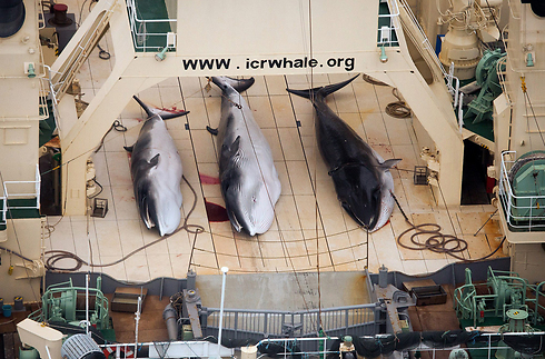 לווייתנים על סיפון ספינת ציד (צילום: AP) (צילום: AP)
