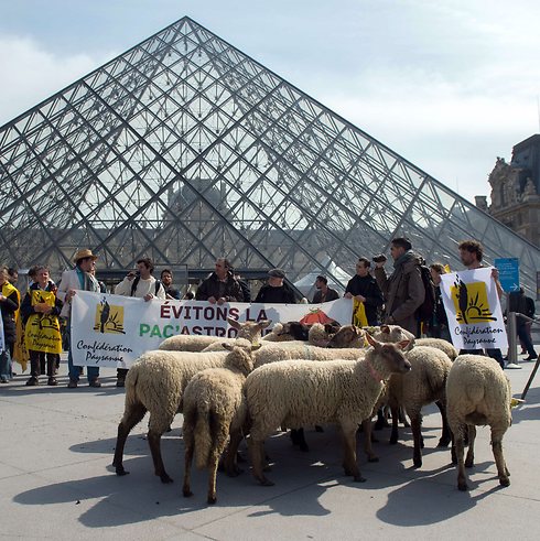 מחכות לראות את המונה ליזה? כבשים מול הלובר (צילום: AFP) (צילום: AFP)