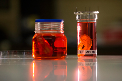 מגדלים איברים במעבדה (צילום: AFP) (צילום: AFP)