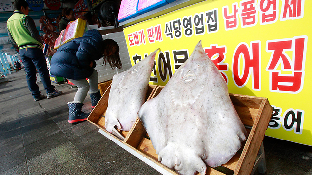 הדג הסחוסי והמסריח מוצג בשוק במוקפו (צילום: AP) (צילום: AP)