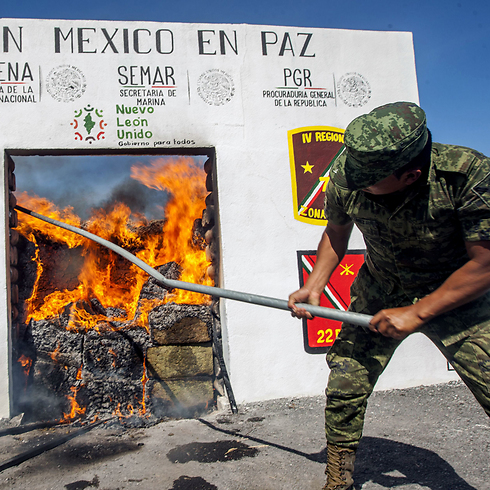 מכסיקו תשמיד את קרטלי הסמים? חייל מכסיקני שורף מריחואנה והירואין (צילום: AFP) (צילום: AFP)