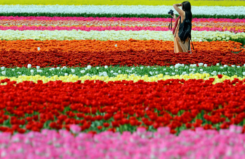 צבעונים בהולנד. 5% מהפרחים - מיוצאים לרוסיה (צילום: AP) (צילום: AP)