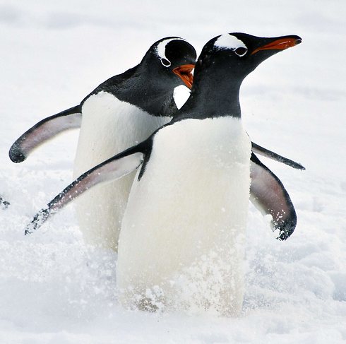 חדרי המיון התמלאו פצועים. השנה נלמד מהפינגווינים (צילום: AFP) (צילום: AFP)