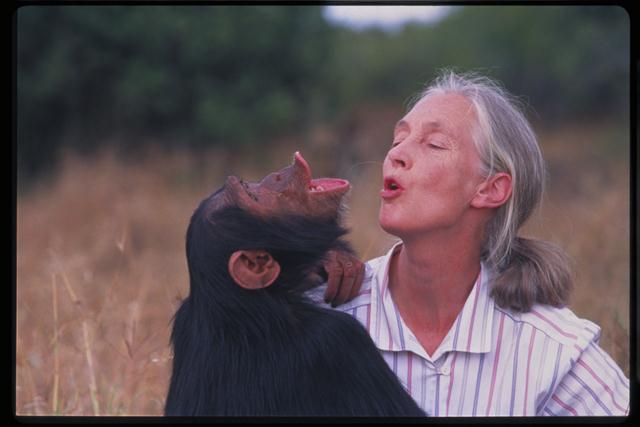 ג‫'‬יין גודאל מתנשפת‫-‬שורקת עם קוף שימפנזה‫ באורוהארה, 2000. (צילום‫:‬ מייקל נאוגבאוור / יח"צ הסרט Jane Goodall's Wild Chimpanzees, 2002) ()