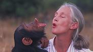 צילם‫:‬ מייקל נאוגבאוור / יח"צ הסרט Jane Goodall's Wild Chimpanzees, 2002
