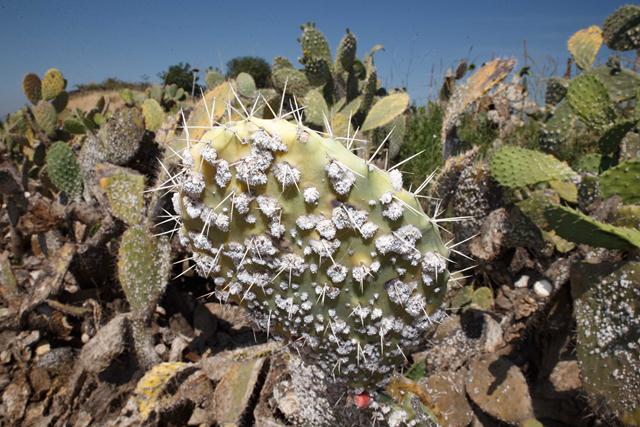 בקיץ אשתקד התגלתה כנימת מגן (אצברית) על צמחי צבר בעמק החולה (צילום: צילום: אנצ׳ו גוש - ג׳יני) (צילום: צילום: אנצ׳ו גוש - ג׳יני)