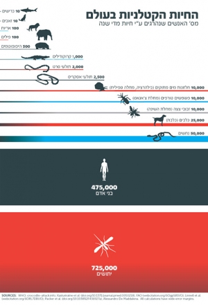 תמונה כללית